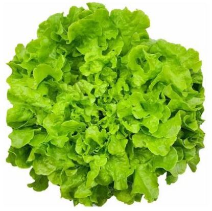 Bild von Batavia / Eichblatt grün 9 er mit der Beschreibung Vorbestellung bitte 3 Werktage