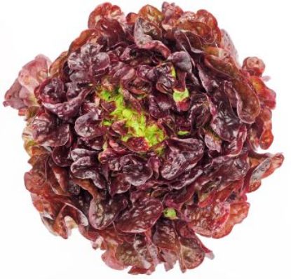 Bild von Batavia / Eichblatt  rot 9er mit der Beschreibung Vorbestellung bitte 3 Werktage