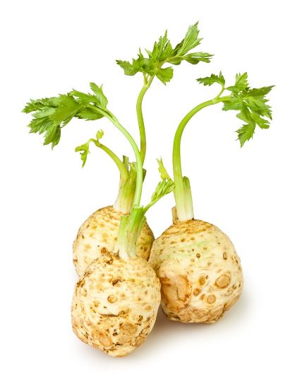 Bild von Knollen Sellerie  10 kg mit der Beschreibung Vorbestellung bitte 3 Werktage