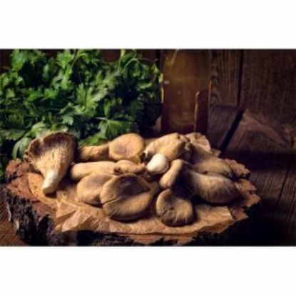 Bild von Austern-Pilz-Kappen 1,5 kg