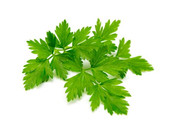 Bild von Petersilie, glatt 5er-Bd. ca.250g mit der Beschreibung Vorbestellung bitte 3 Werktage