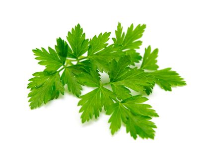 Bild von Petersilie, glatt 5er-Bd. ca.250g mit der Beschreibung Vorbestellung bitte 3 Werktage