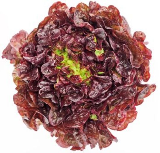 Bild von Batavia / Eichblatt  rot 9er mit der Beschreibung Vorbestellung bitte 3 Werktage