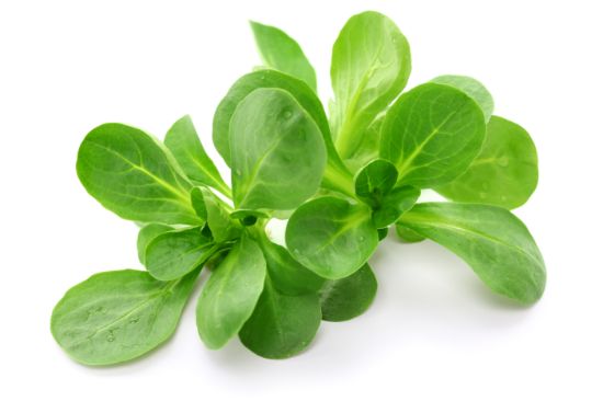 Bild von Feldsalat 1 kg mit der Beschreibung Vorbestellung bitte 3 Werktage