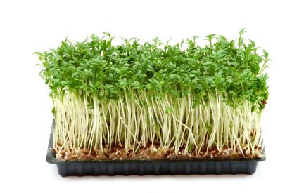 Bild von BIO Kresse FRISCH 10er mit der Beschreibung Vorbestellung bitte 3 Werktage