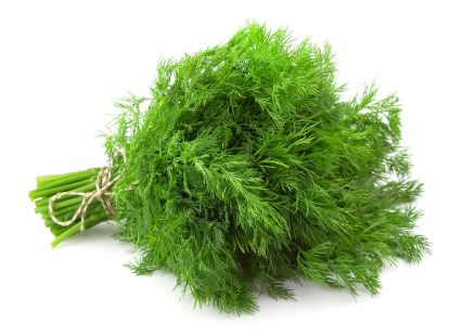 Bild von Dill 100g Bund mit der Beschreibung Vorbestellung bitte 3 Werktage