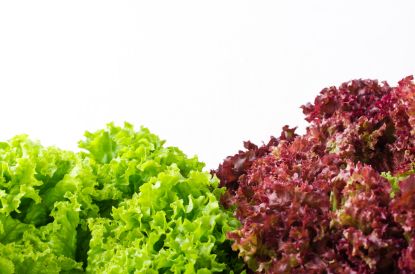 Bild von Mischsalat 9er  - Lollo Rosso, Lollo Bionda, Eichblatt mit der Beschreibung Vorbestellung bitte 3 Werktage