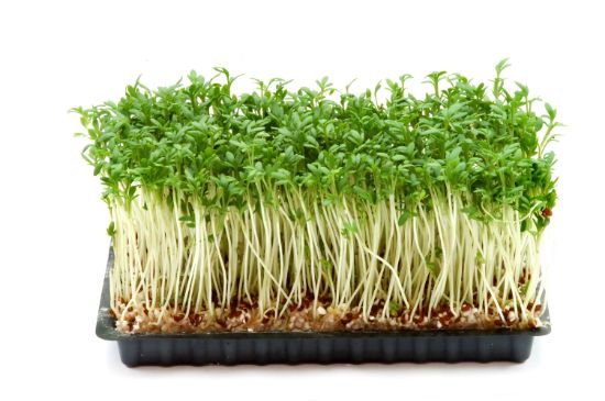 Bild von BIO Kresse FRISCH 10er mit der Beschreibung Vorbestellung bitte 3 Werktage