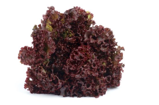 Bild von Lollo rosso  9 St. / Kiste mit der Beschreibung Vorbestellung bitte 3 Werktage